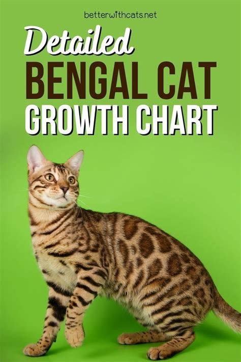 bengal cat full grown|bengal kitten weight chart.